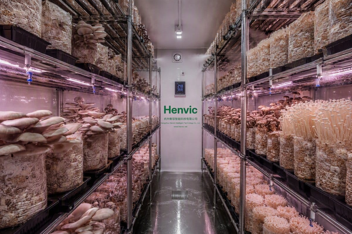 Extérieur de la ferme intelligente de culture de champignons en conteneur