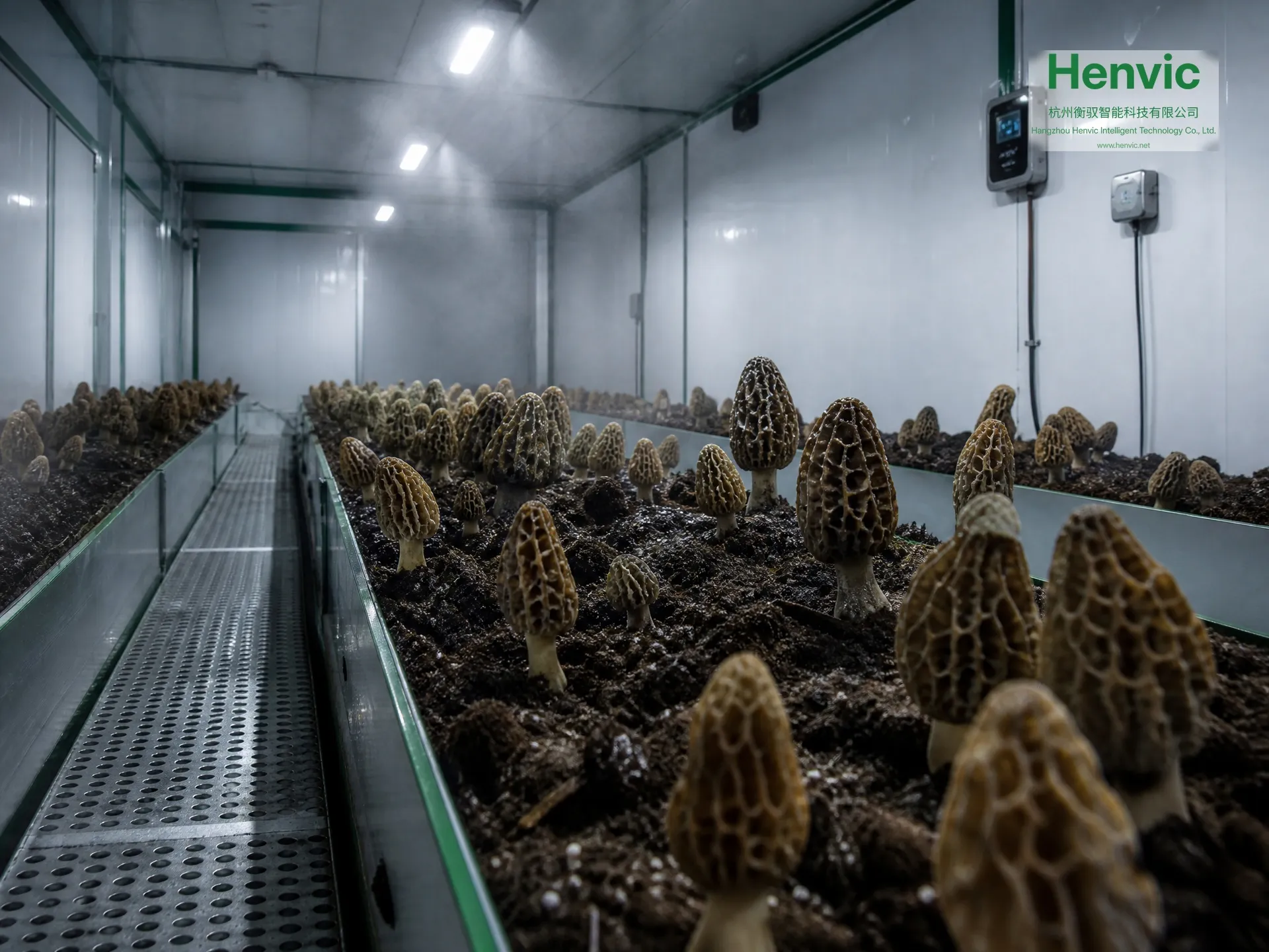 Cabine intelligente Henvic de culture de morilles — vue 2